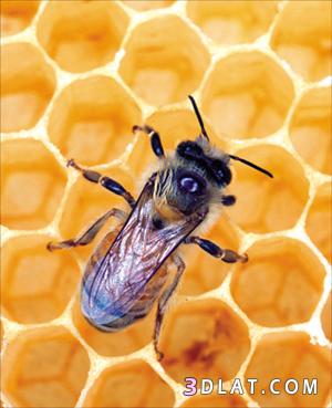 صور نحل.صور للنحل.صور لحشرة النحله