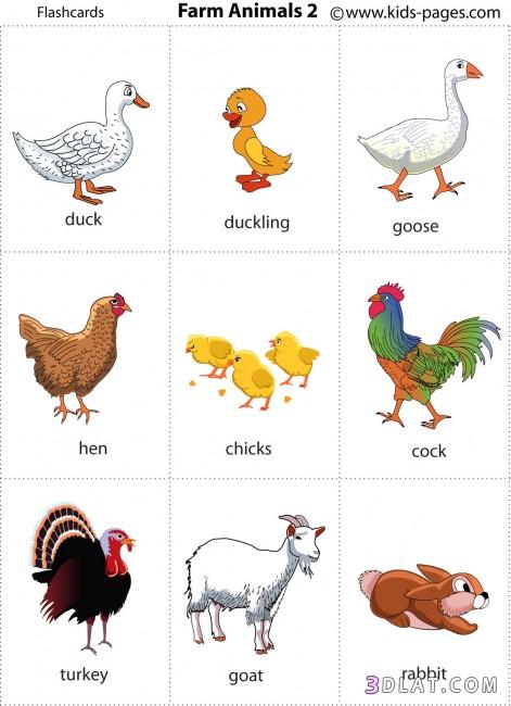 تعلمي اسماء الحيوانات و الحشرات باللغة الانجليزية بواسطة بطاقات فلاش