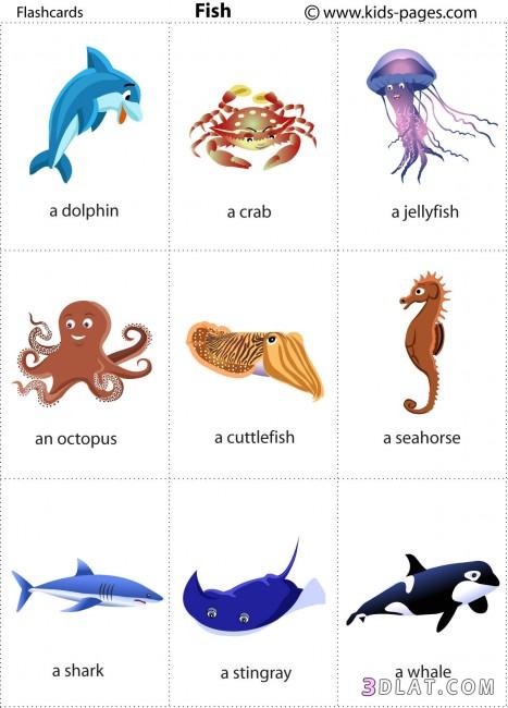 تعلمي اسماء الحيوانات و الحشرات باللغة الانجليزية بواسطة بطاقات فلاش