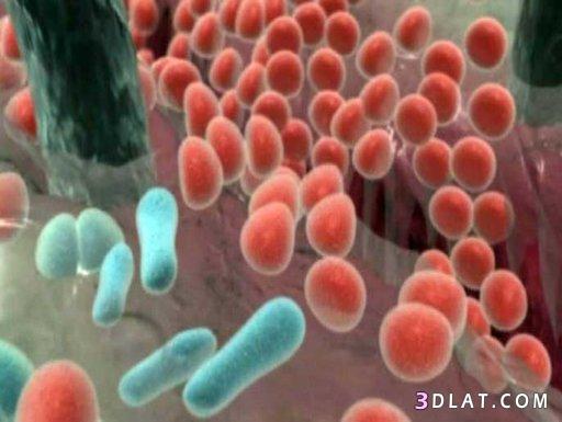 وظائف البكتيريا في أمعاء جسم الإنسان