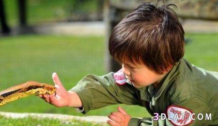 طفل بالثانية من عمره يصاحب افعى عملاقة