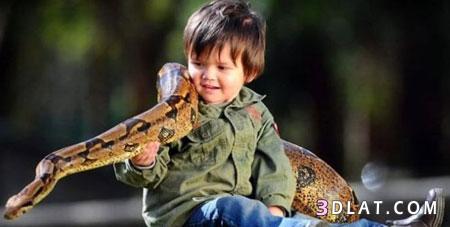 طفل بالثانية من عمره يصاحب افعى عملاقة