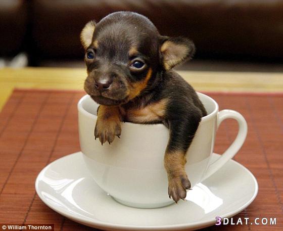هل تتخيّل شكل أصغر كلب في العالم؟