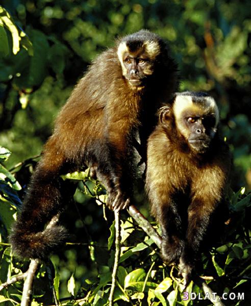 صور قرود.معلومات عن القرود.القرده