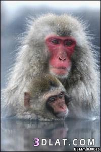 صور قرود.معلومات عن القرود.القرده