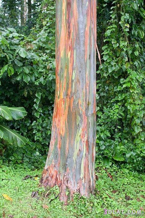 الشجرة الملونة