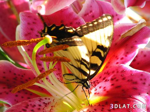 صور فراشات .فراشات رائعه وجميله.صور أجمل الفراشات الملونه