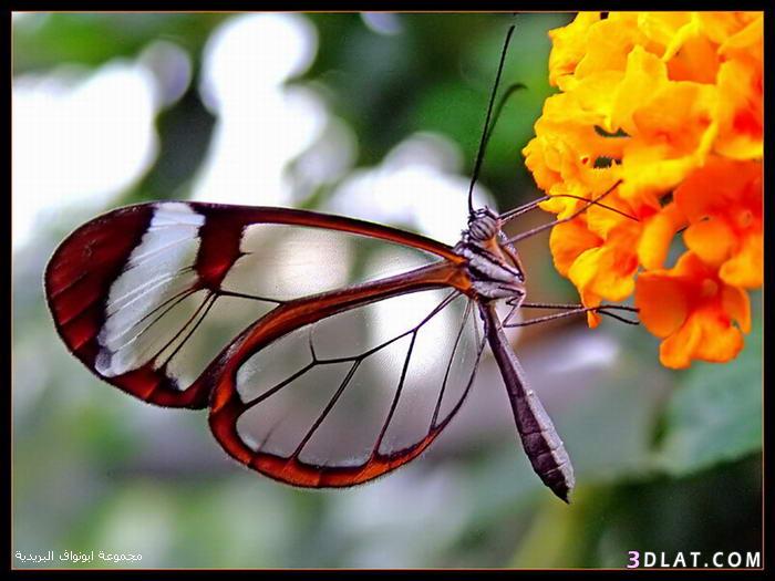 صور فراشات .فراشات رائعه وجميله.صور أجمل الفراشات الملونه