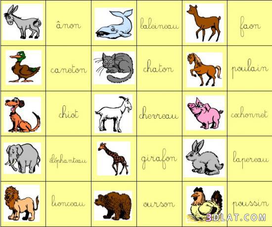 تعلمي اسماء الحيوانات و صغارها باللغة الفرنسية مع نانونا7