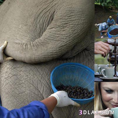 القهوة الألذ والأغلى من براز الفيلة