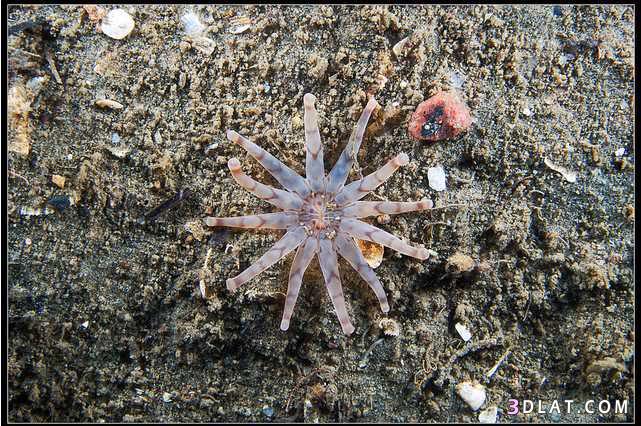 كائنات بحريه.صور مخلوقات بحريه.صور من تحت الماء.صور عالم البحار