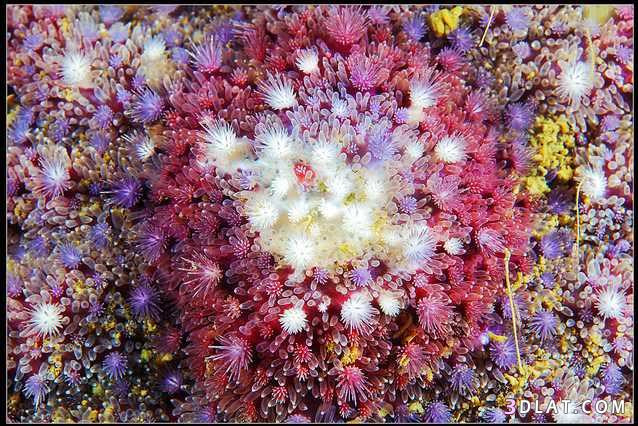 كائنات بحريه.صور مخلوقات بحريه.صور من تحت الماء.صور عالم البحار