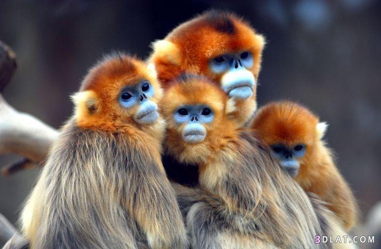 القرود الذهبية النادرة  ذات الوجه “الأزرق” في الصين