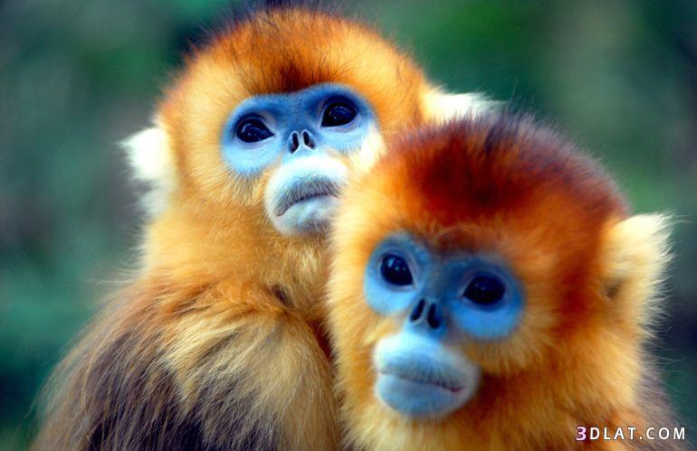 القرود الذهبية النادرة  ذات الوجه “الأزرق” في الصين