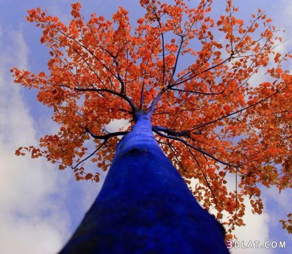 الاشجار الزرقاء في استراليا