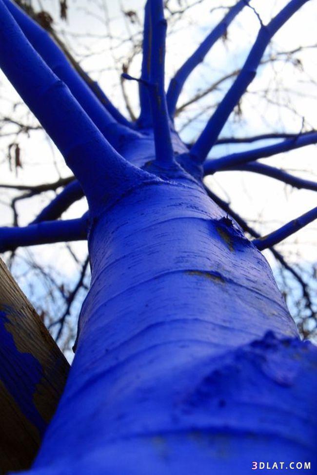 الاشجار الزرقاء في استراليا