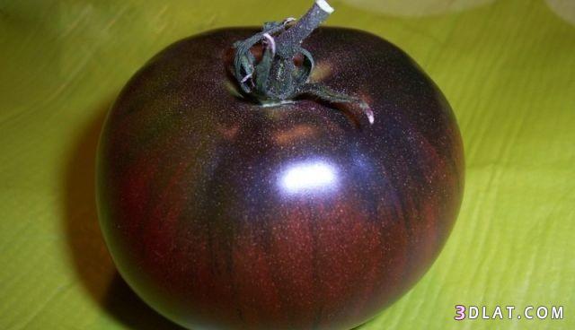 ظهور طماطم غريبة لونها أسود