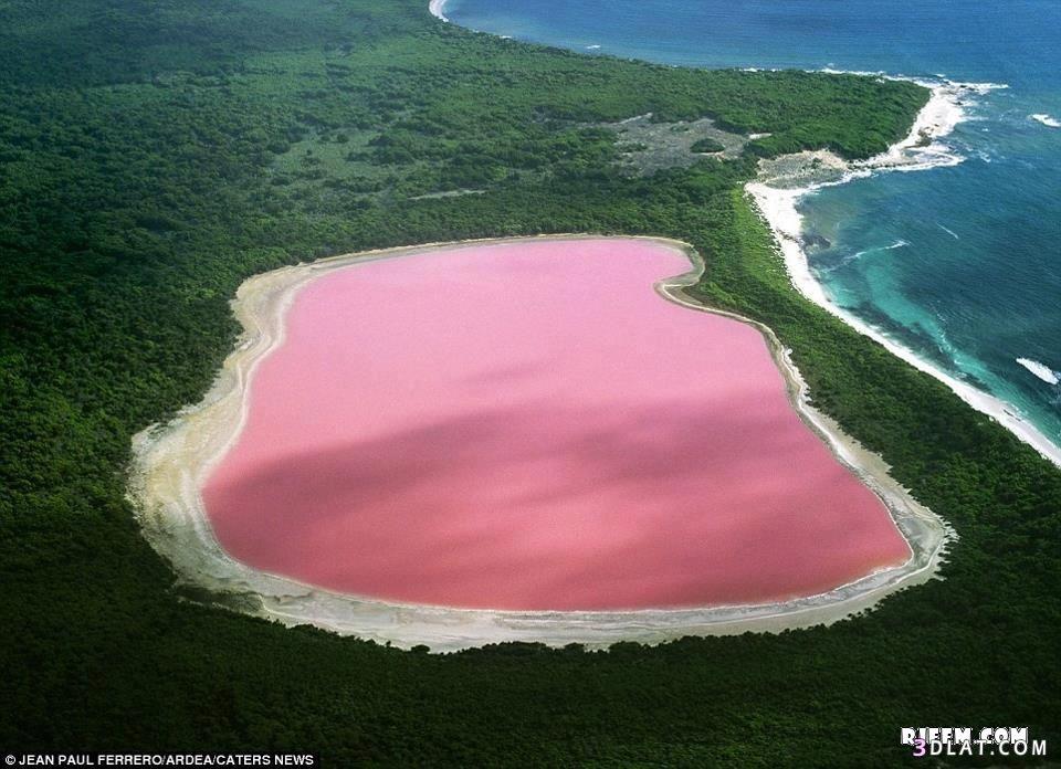 أجمل بحيرة وردية في العالم في استراليا