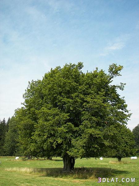شجرة الشرد القضبانى،الشرد القضبانى،شجر الشرد من ويكيبيديا