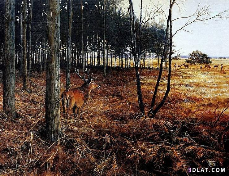 صور مناظر طبيعية ، صور للحيوانات ، جمال الطبيعة و الحياة البرية للفنان بيتر فيرس