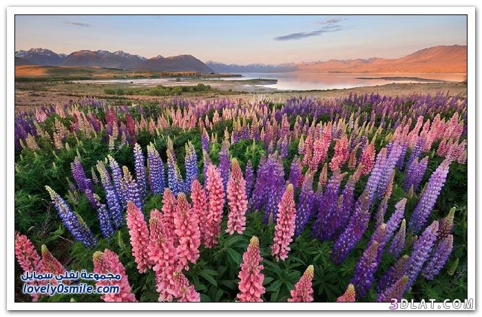 نيوزلندا ارض الطبيعه 2024،اجمل المناظر الطبيعيه فى نيوزلندا،السياحه فى نيوزلندا