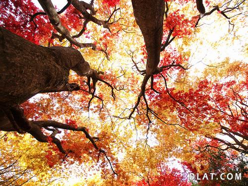 صور طبيعية 2024,صور خريف,صور اوراق متساقطة,صور طبيعية لفصل الخريف,صور جميلة