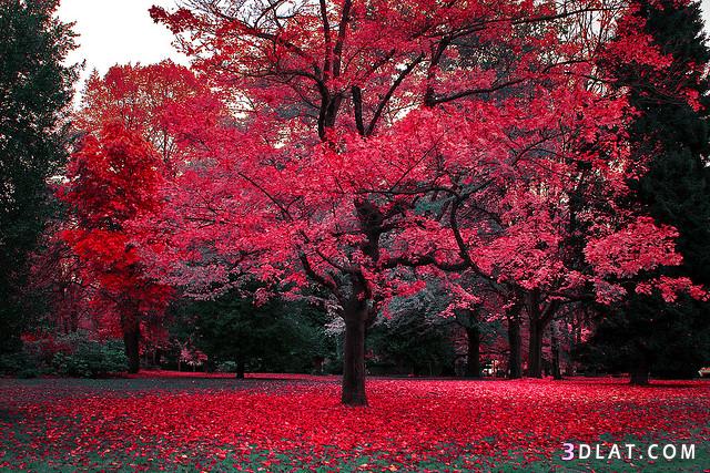 صور طبيعية 2024,صور خريف,صور اوراق متساقطة,صور طبيعية لفصل الخريف,صور جميلة