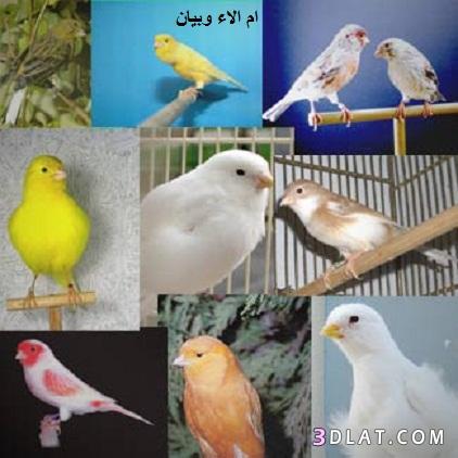 صور روعة لعصافير الكناري,احلى صور لطيور الكناري,طيور الكناري بالصور