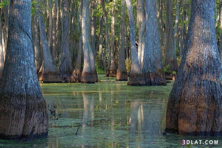 اشجار عجيبة تنمو فى بحيرة كادو في ولاية تكساس الامريكية