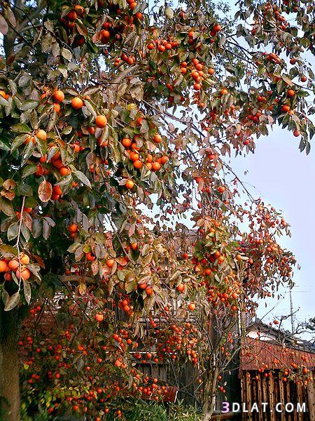 شجرة فاكهة الكاكي