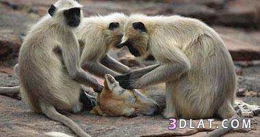 جلسة مساج القرود للكلب المدلل