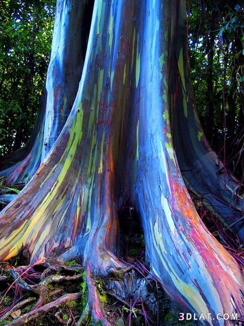 شجرة قوس قزح الصمغية من أجمل أشجار العالم