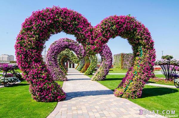 صور أجمل وأكبر حديقة من الورود الطبيعية في العالم،صور  “دبي ميراكل جاردن”مشاركتى
