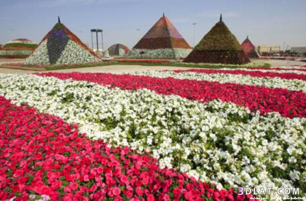 صور أجمل وأكبر حديقة من الورود الطبيعية في العالم،صور  “دبي ميراكل جاردن”مشاركتى