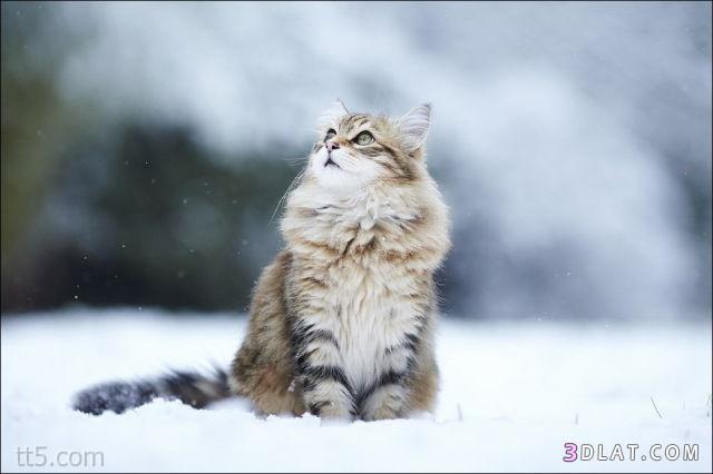 صور قطط جديدة ، القطط والثلج ، صور قطط على الجليد ( مشاركتى )