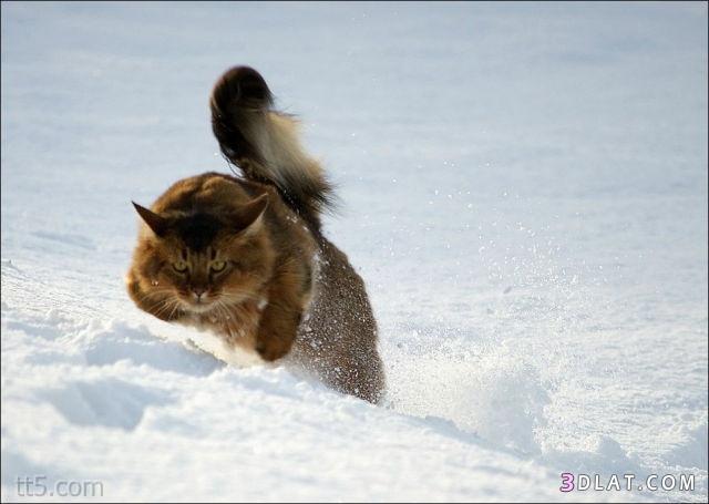 صور قطط جديدة ، القطط والثلج ، صور قطط على الجليد ( مشاركتى )