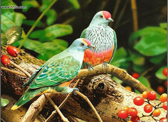 أروع صور طيور،صور طبيعة خلابة وطيور بديعة، صور طبيعة جذابة 2019 13632493762.gif