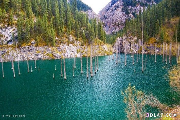 هل سمعت عن الغابات الغارقة في بحيرة كاندي بكازاخستان ؟