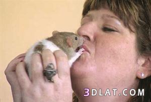 امرأة تعشق الفئران وتعتبرهم أطفالها