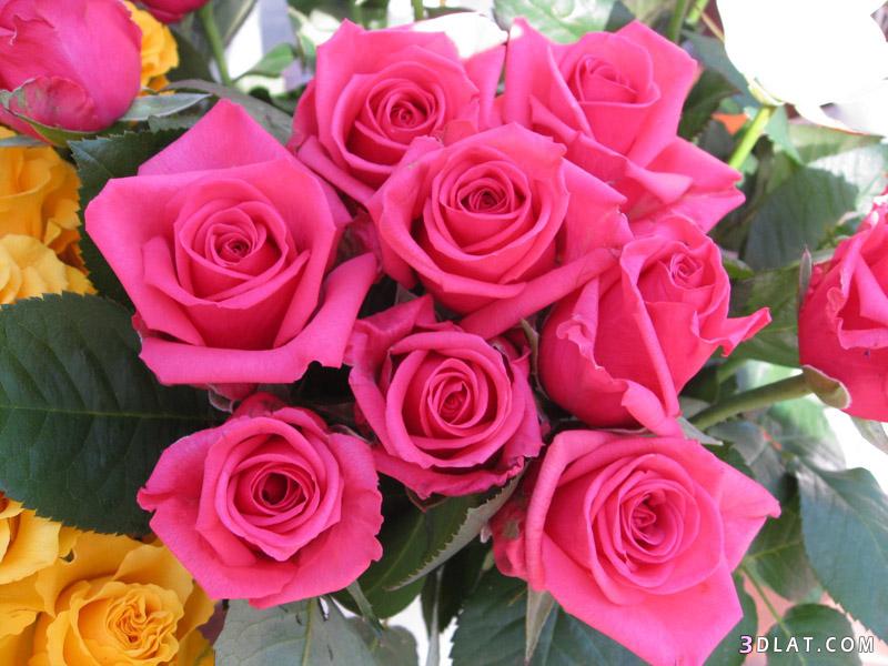 ورد جمييل باللون الزهري صور ورود وردية ورود متنوعة جميلة باللون الوردي