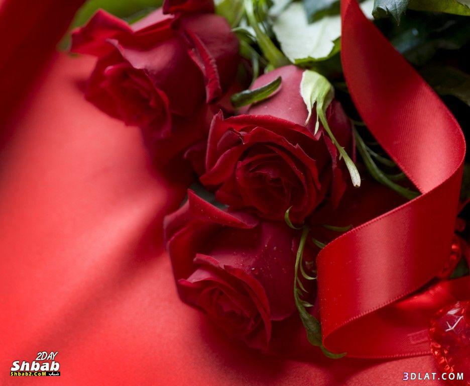 ورود حمراء للتصميم خلفيات ورد جوري للتصميم اجمل الورود للتصميمات