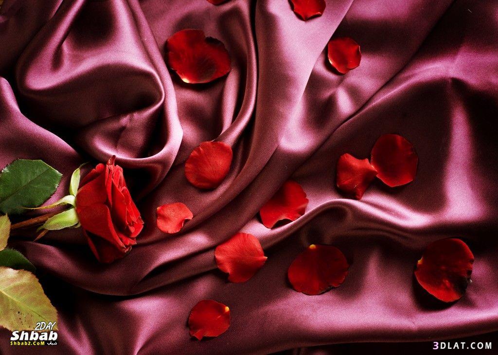 ورود حمراء للتصميم خلفيات ورد جوري للتصميم اجمل الورود للتصميمات
