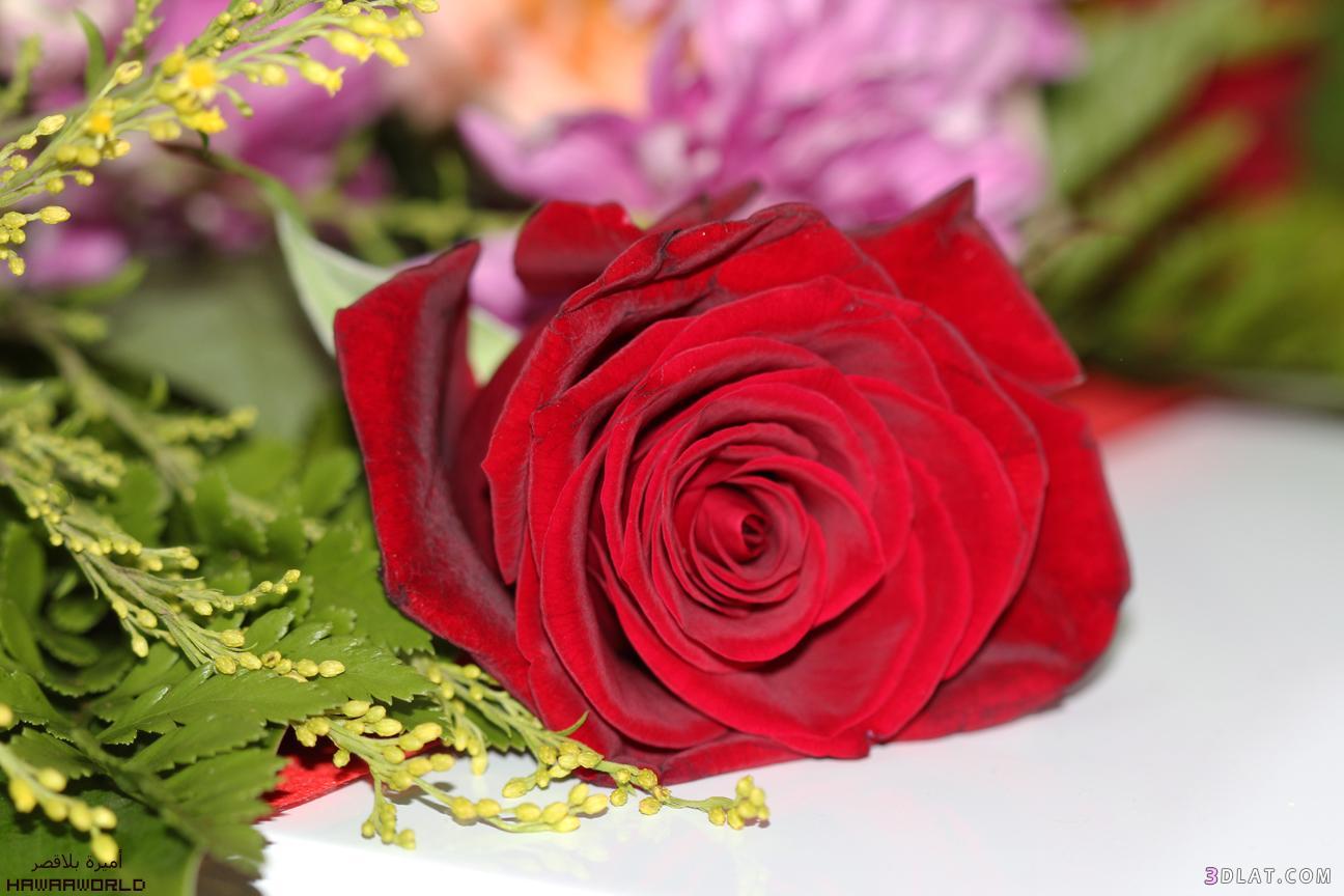 ورود حمراء للتصميم خلفيات ورد جوري للتصميم اجمل الورود للتصميمات روزة