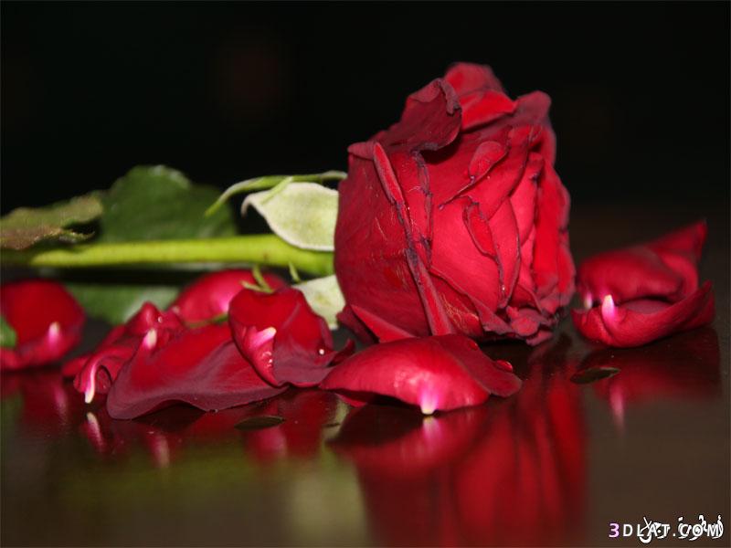 ورود حمراء للتصميم خلفيات ورد جوري للتصميم اجمل الورود للتصميمات روزة