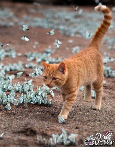قطة تلهو مع مجموعة كبيرة من الفراشات الزرقاء