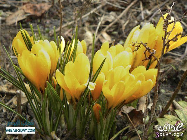 صور ربيع للتصميم اجمل صور الربيع للتصميم جمال وروعة الربيع صور للتصميمات
