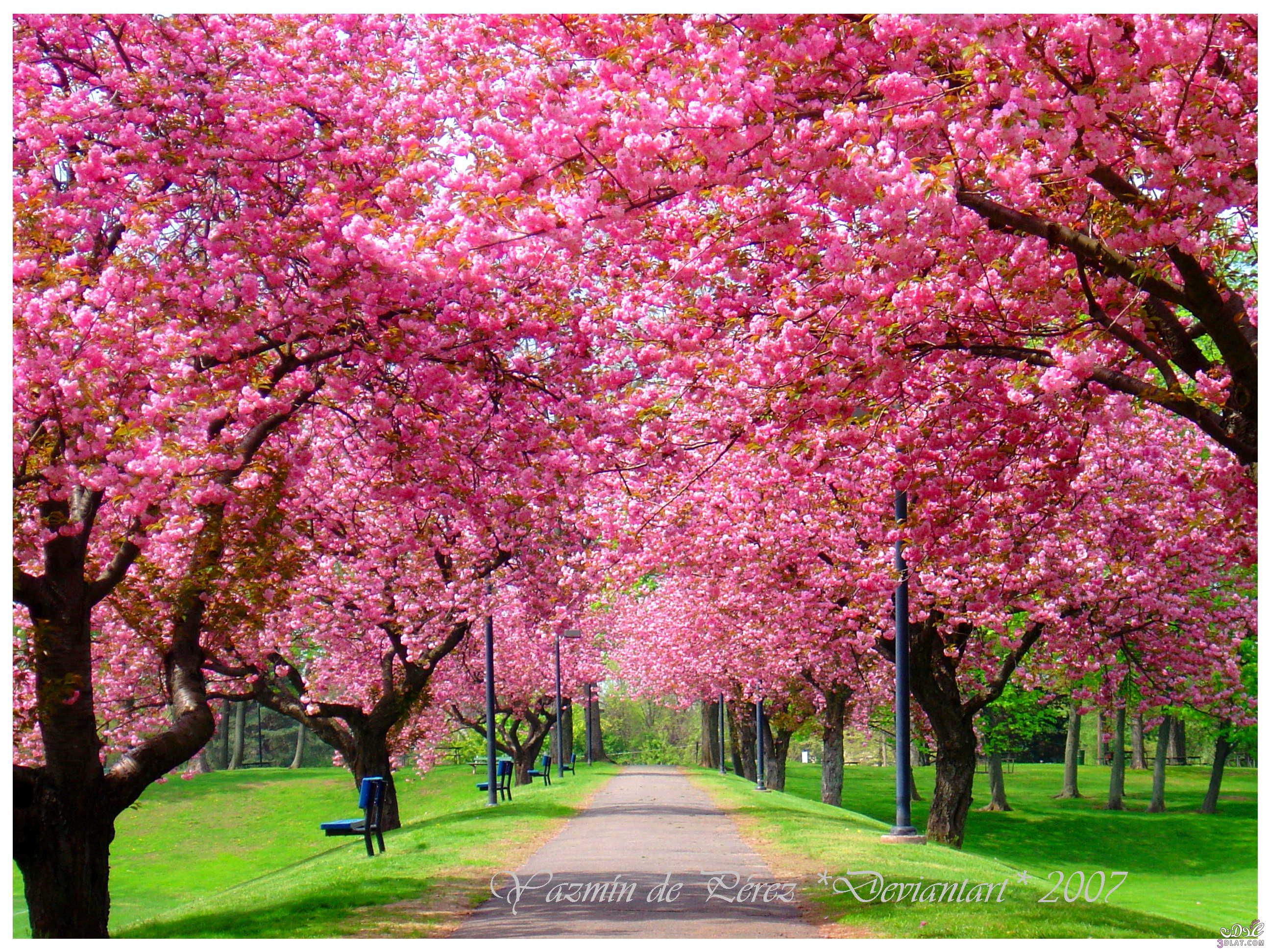 صور ربيع للتصميم اجمل صور الربيع للتصميم جمال وروعة الربيع صور للتصميمات