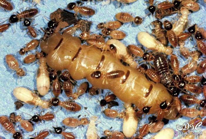 الحشرة التي تعيش أكثر من خمسين عاماً ( ملكة النمل الأبيض ) بالصور