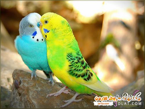 صور طيور الحب للتصميم اجمل صور عصافير الحب للتصميم صور طيور رومانسية للتصميم