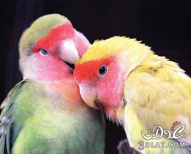 صور طيور الحب للتصميم اجمل صور عصافير الحب للتصميم صور طيور رومانسية للتصميم